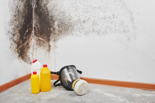 Best Toxic Mold Removal  in Grand Rapids, MI