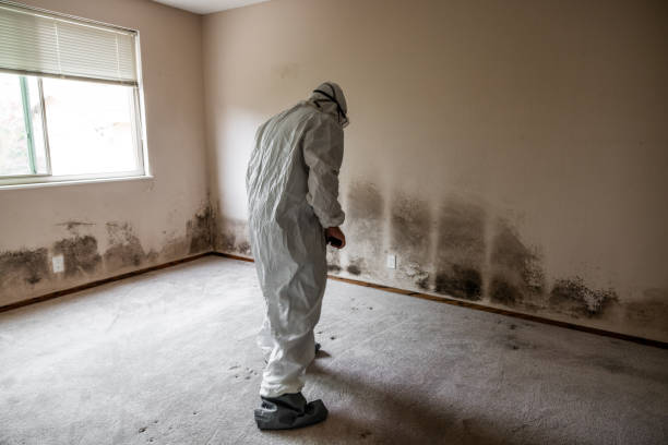 Mold Testing and Removal in Grand Rapids, MI