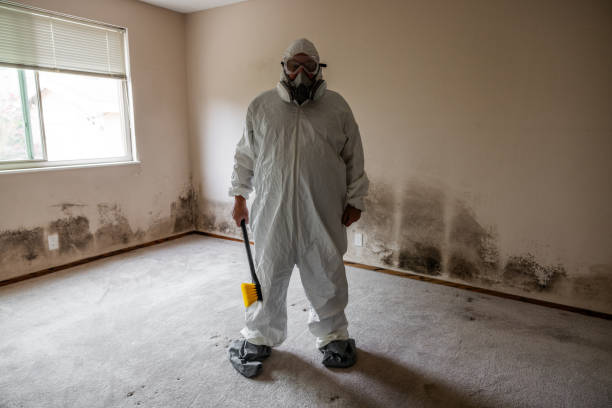 Professional Mold Removal in Grand Rapids, MI