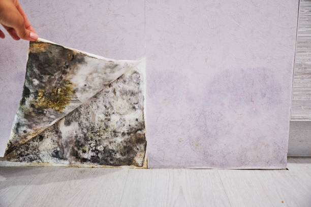 Best Fast Mold Removal  in Grand Rapids, MI
